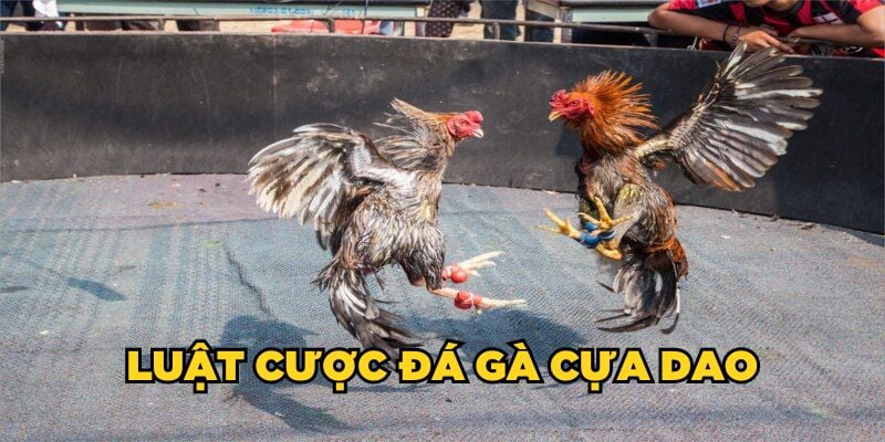 Luật cược đá gà cựa dao